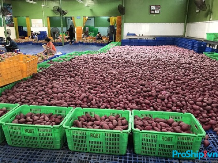 Tiêu chuẩn cụ thể để có thể xuất khẩu khoai lang sang Trung Quốc