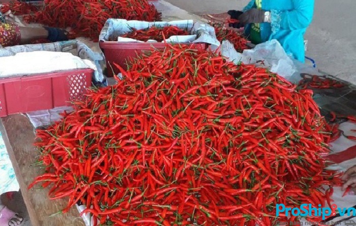 Tiêu chuẩn, quy định xuất khẩu ớt sang Trung Quốc như thế nào?