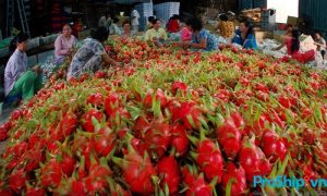 Tiêu chuẩn đánh giá thanh long đạt chuẩn xuất khẩu hiện nay