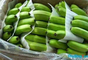 Tiêu chuẩn đạt chuẩn xuất khẩu của chuối Việt Nam hiện nay