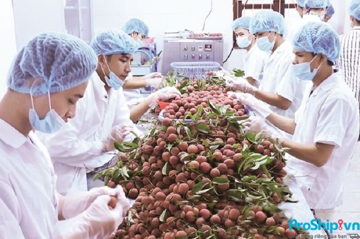 Current standards for exporting fresh lychees to foreign markets