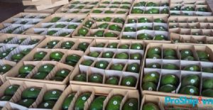 Tìm hiểu tiêu chuẩn cụ thể của bơ xuất khẩu sang Trung Quốc