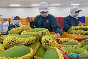 Để xuất khẩu thì xoài Việt Nam phải đạt những tiêu chuẩn nào?
