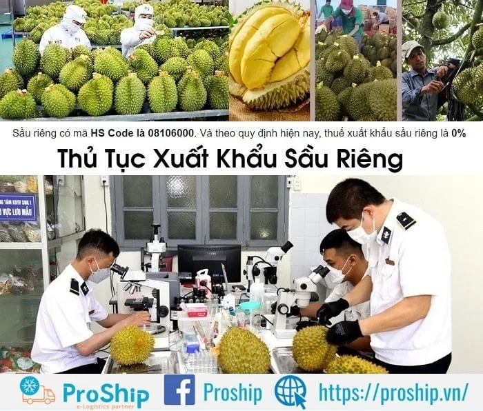 Thủ tục xuất khẩu sầu riêng sang Trung Quốc như thế nào?